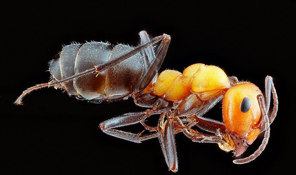 Ant Control service in Towson, MD
