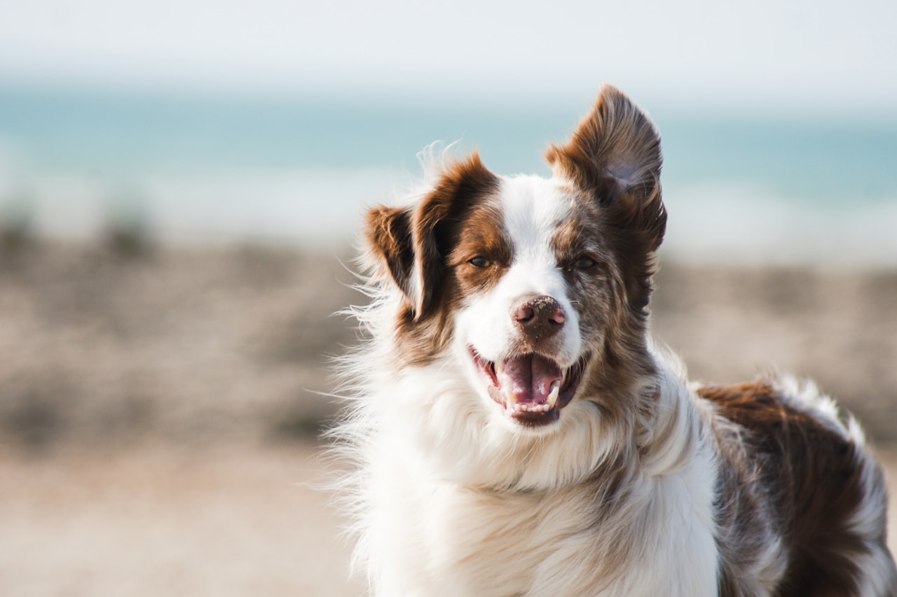 Flea & Tick Control service in Towson, MD