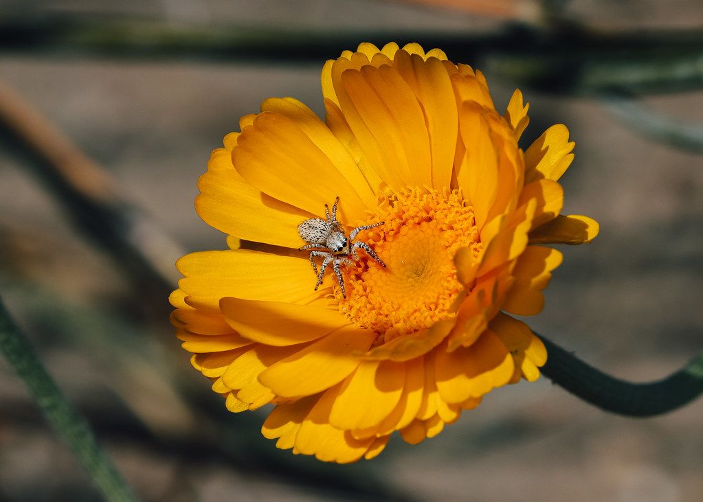 Spider Control service in Towson, MD